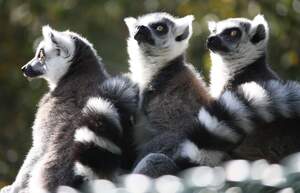 Image for World Lemur Day