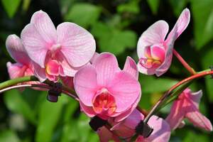 Image for National Orchid Day